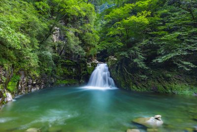 赤目四十八滝の写真「緑一色」