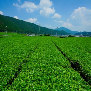 伊勢茶の写真「【松阪茶】青空と茶畑」