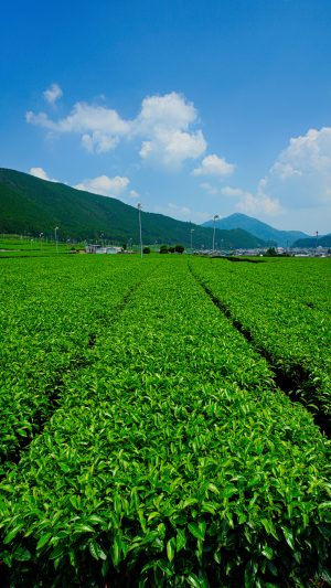 無料スマホ壁紙「【松阪茶】青空と茶畑」