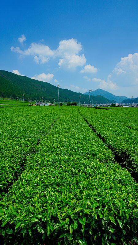 無料スマホ壁紙「【松阪茶】青空と茶畑」