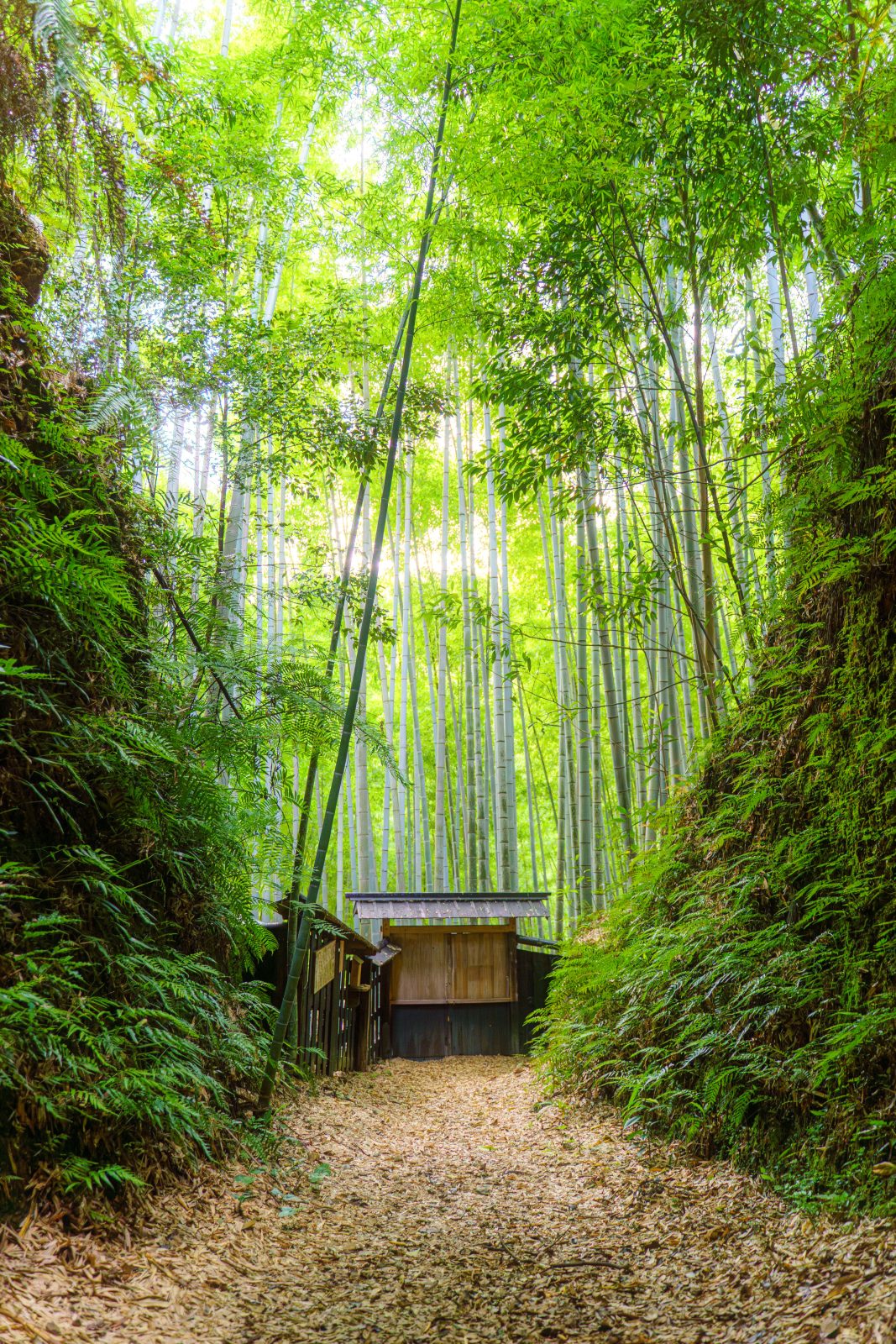 無料スマホ壁紙 緑広がる孟宗竹。AndroidとiPhoneに対応した4K高画質の無料待ち受け画像。三重県尾鷲市の土井竹林で撮影したフリー写真素材