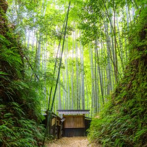 緑広がる孟宗竹