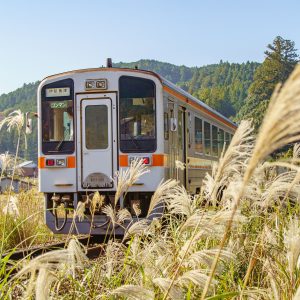 名松線の写真「ススキ列車」