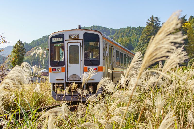 名松線の写真「ススキ列車」