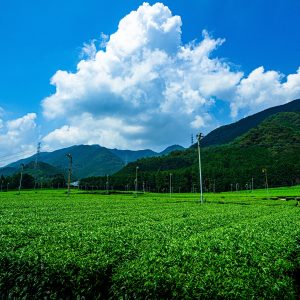 伊勢茶の写真「【松阪茶】入道雲と茶畑」