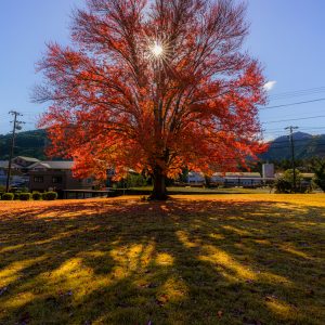 太陽に照らされるハナノキ