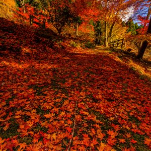 天開山泰運寺の写真「紅葉のじゅうたん」