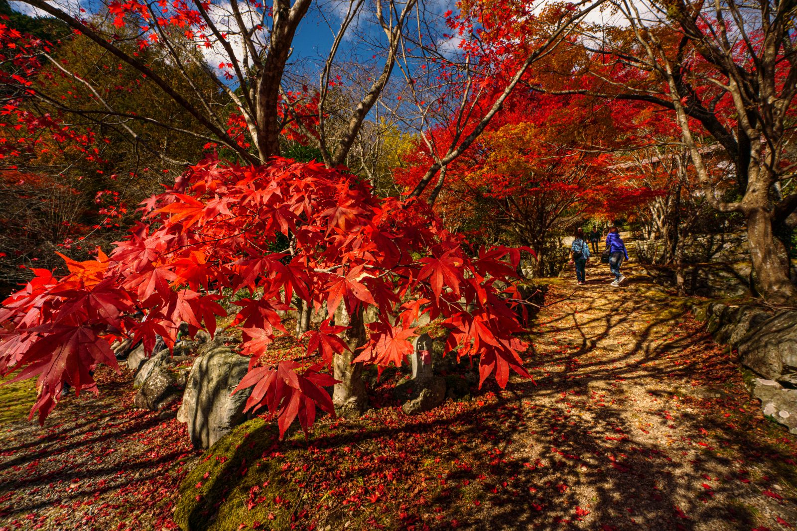 天開山泰運寺の写真「紅葉彩る参道」