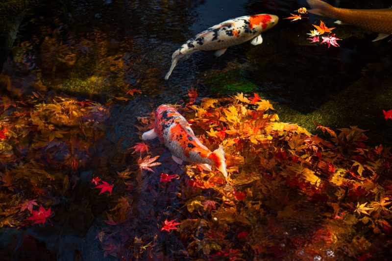 天開山泰運寺の写真「鯉と秋」