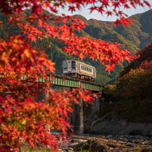 紅葉の葉っぱと名松線