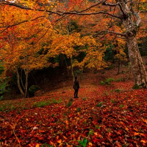 紅葉のレッドカーペット