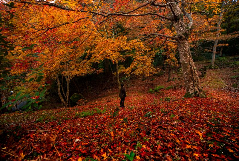天開山泰運寺の写真「紅葉のレッドカーペット」
