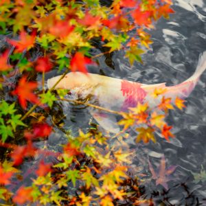 北畠神社の写真「紅葉と鯉」