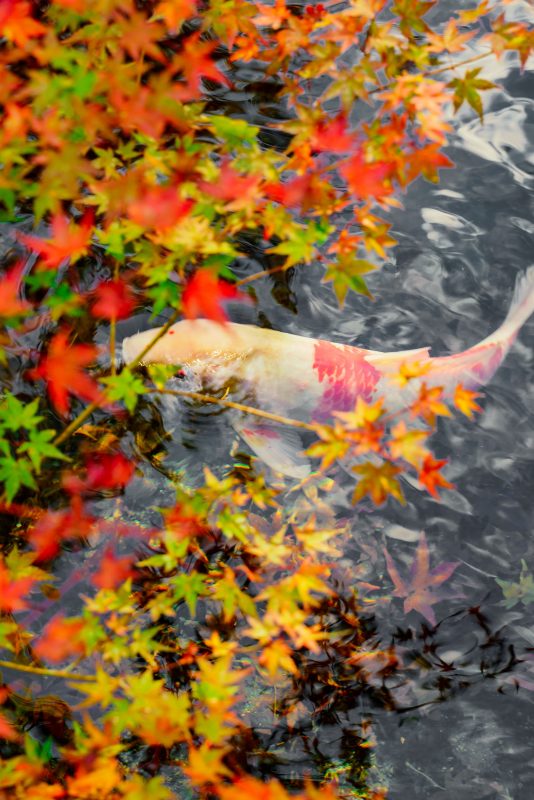 北畠神社の写真「紅葉と鯉」