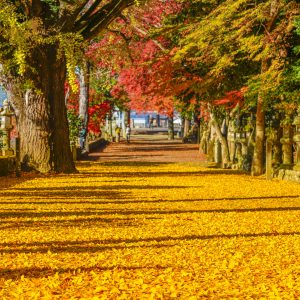 積田神社の写真「銀杏の参道」