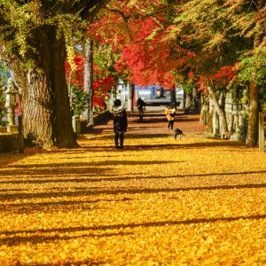 紅葉狩り