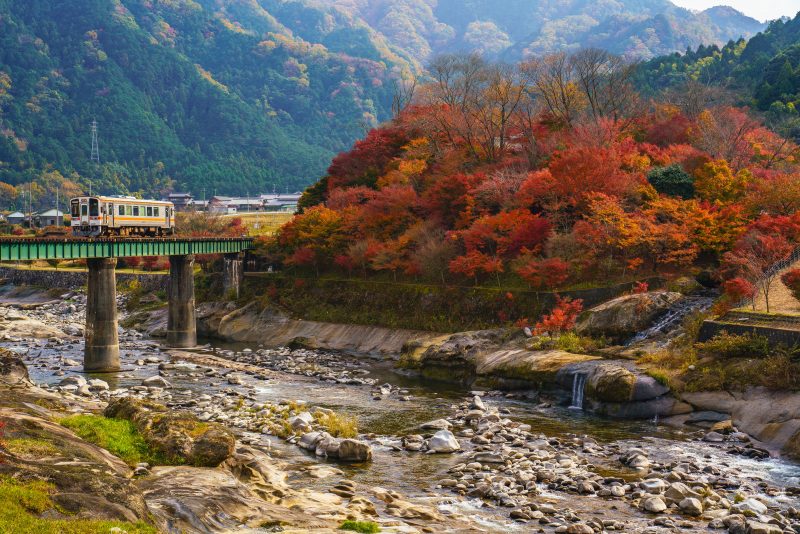 名松線の写真「家城ラインの紅葉を走る」