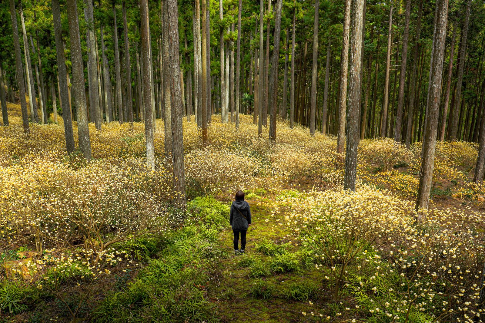 ミツマタ群生地の写真「ミツマタの森」