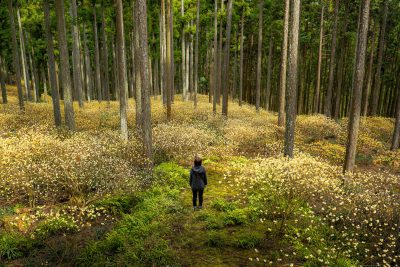 フリー写真素材「ミツマタの森」