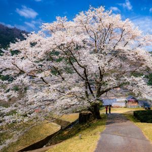 満開の薄墨桜