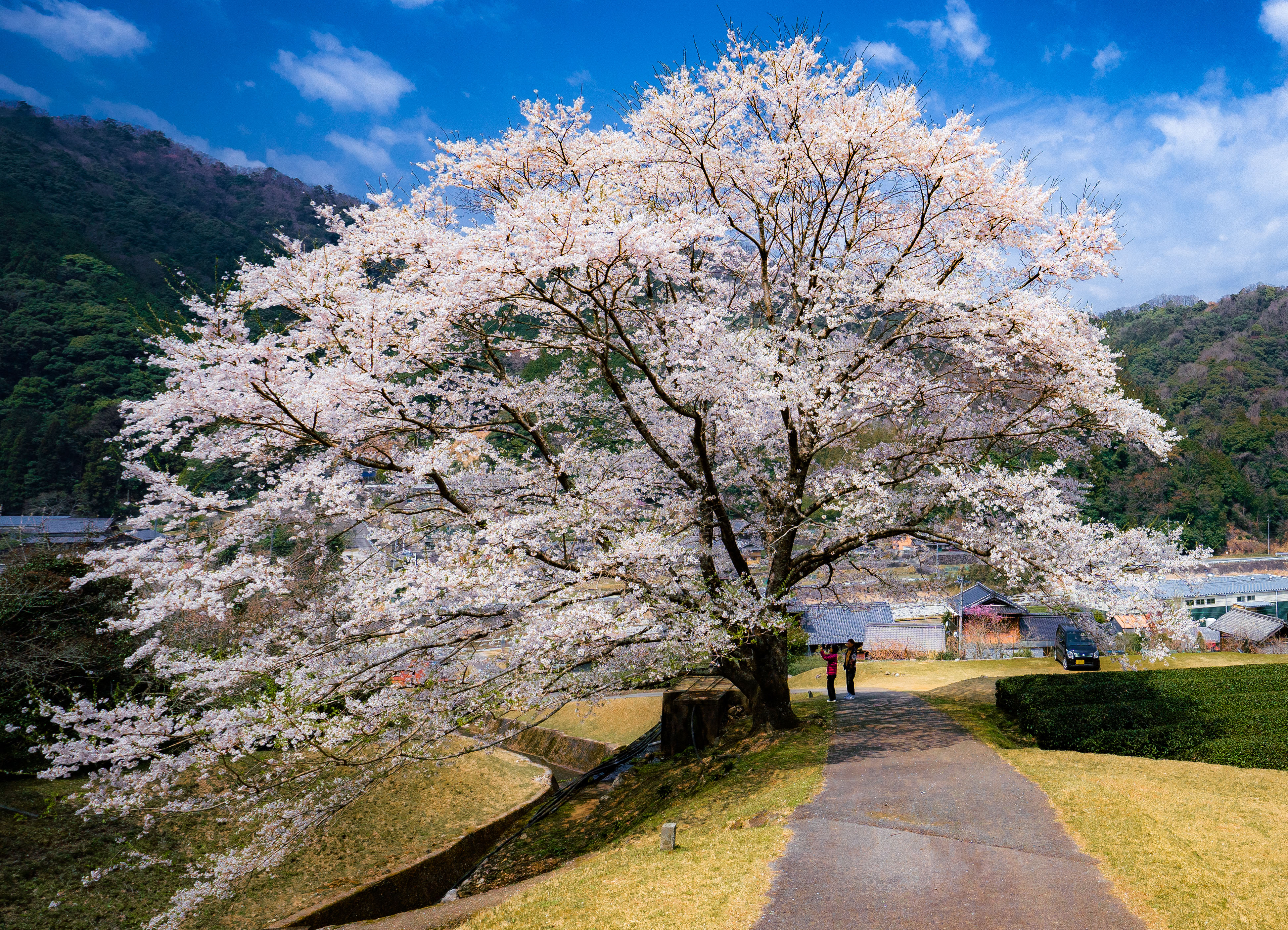 竹原の淡墨桜（薄墨桜）のフリー写真素材「満開の薄墨桜