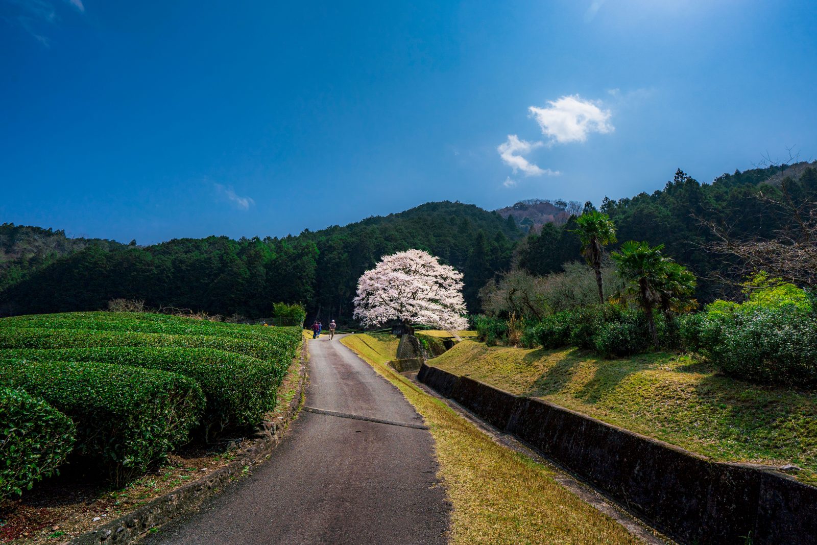 竹原の淡墨桜（薄墨桜）の写真「茶畑と淡墨桜と青空」