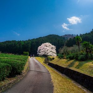 茶畑と淡墨桜と青空