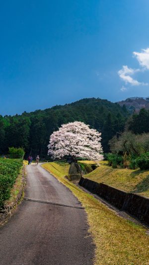 茶畑と淡墨桜と青空