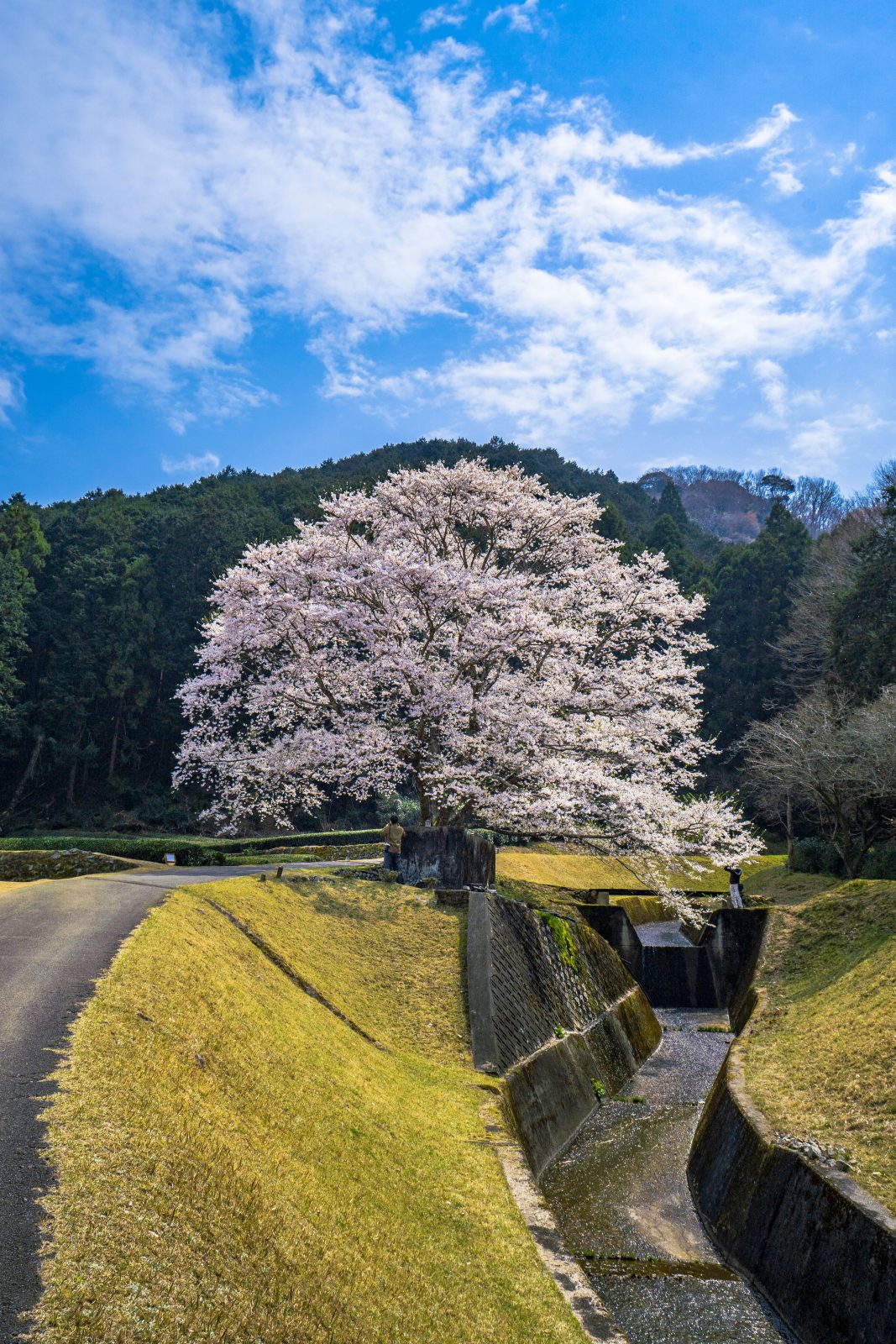 竹原の淡墨桜（薄墨桜）の写真「春の空と薄墨桜」