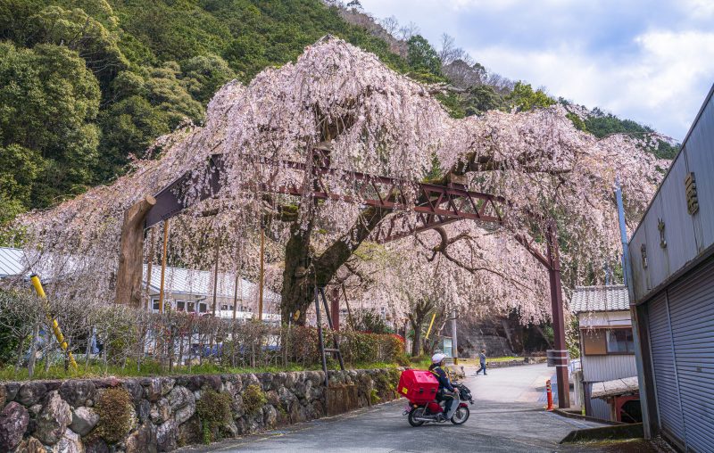 柏崎支所のしだれ桜の写真「巨樹をくぐる郵便屋さん」
