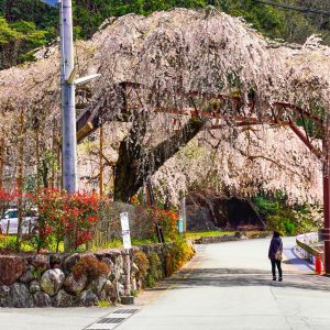 屋根より高い桜