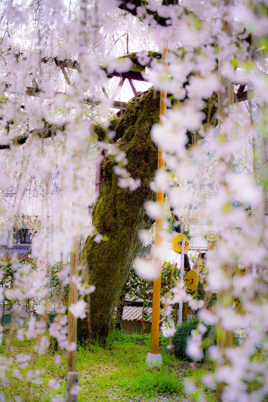 柏崎支所のしだれ桜の写真「巨樹の幹」