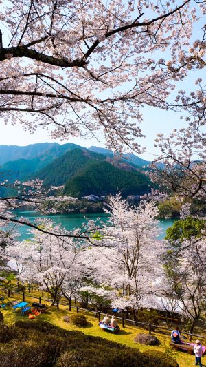 桜まつりの様子