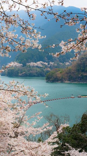桜に包まれるダム語