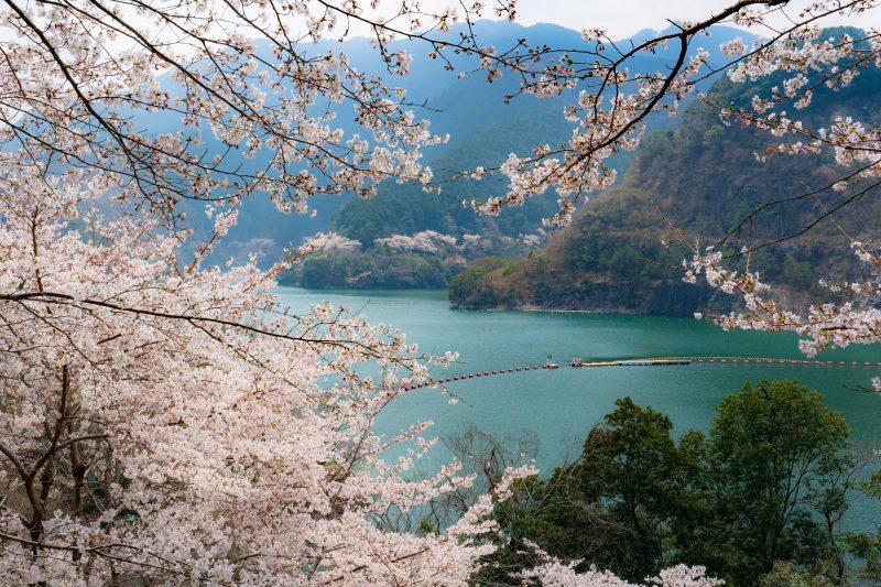 君ヶ野ダムの写真「桜に包まれるダム語」