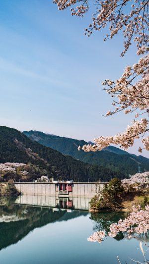 桜リフレクション