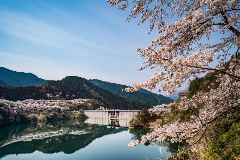 君ヶ野ダムの写真「桜リフレクション」