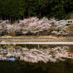 桜リフレクション