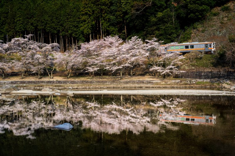 名松線の写真「桜リフレクション」