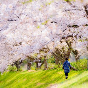 桜並木を歩く