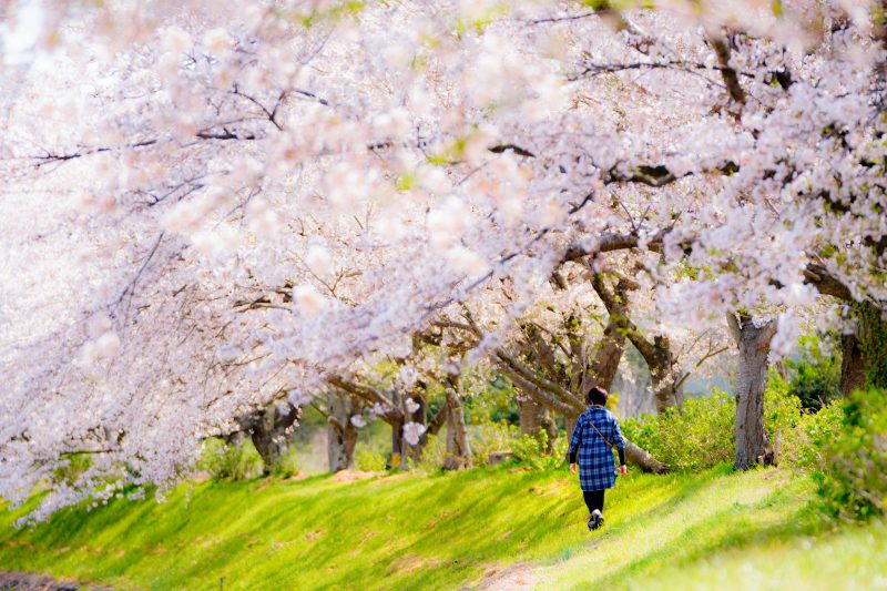 北神山花街道の写真「桜並木を歩く」