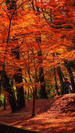 谷底の赤い紅葉