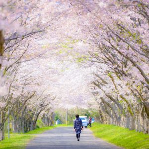 桜トンネル