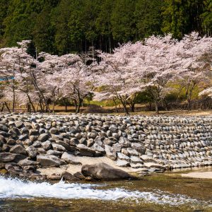 名松線の写真「家城ラインと桜並木」