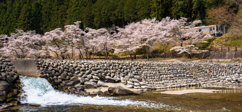 名松線の写真「家城ラインと桜並木」