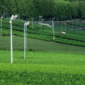 伊勢茶の写真「【松阪茶】茶畑の扇風機（防霜ファン）」