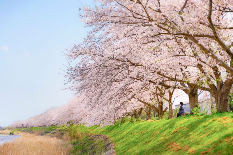 北神山花街道の写真「安濃川と桜並木」
