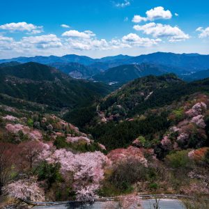 感謝の丘から眺める山桜