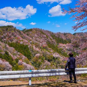 満開の山桜