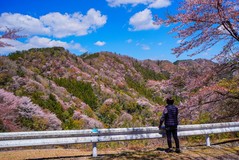相津峠の山桜の写真「満開の山桜」